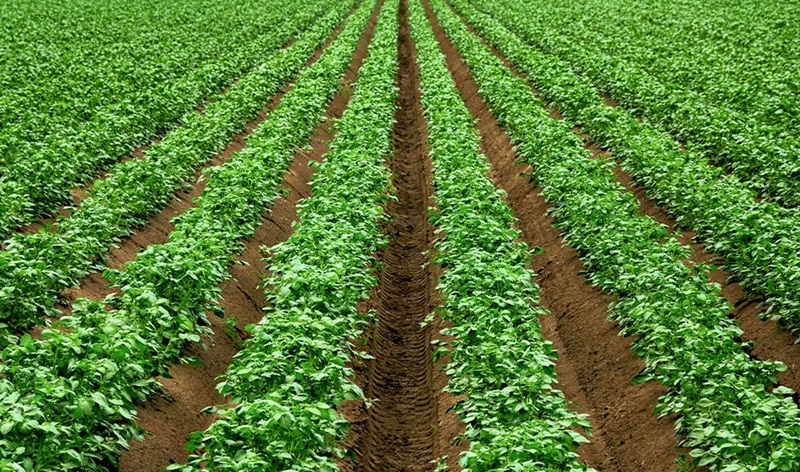 Ag Products