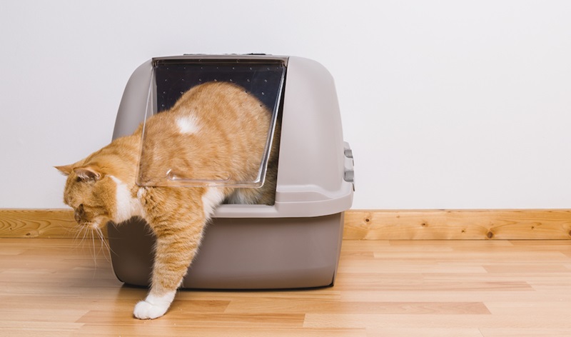 Odor Counteractants and Absorbers