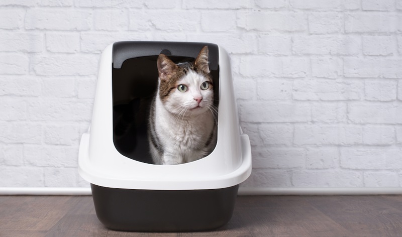 Pet Care Cleaning