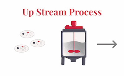 Up Stream Process